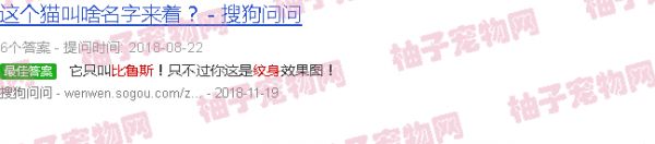 比鲁斯猫纹身