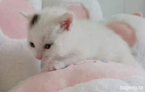 2只1个月大的小猫咪想要找个家1