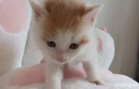 2只1个月大的小猫咪想要找个家0