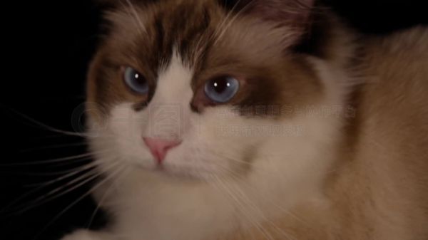 【镜头合集】猫咪布偶猫可爱宠物