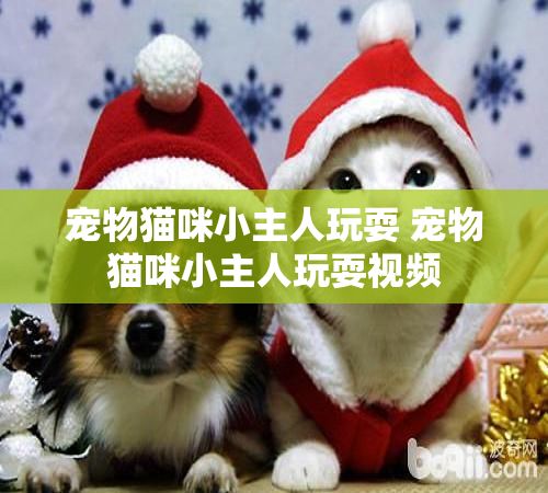 宠物猫咪小主人玩耍 宠物猫咪小主人玩耍视频