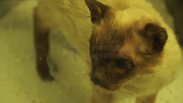 【镜头合集】宠物猫猫咪标本模型