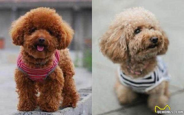 狗狗毛发粗糙?别忽略这几点