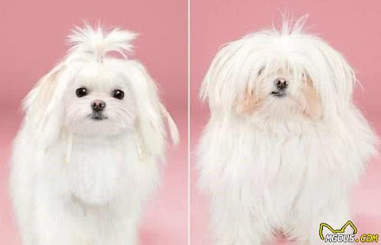 犬毛发护理方法