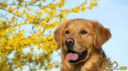 犬毛发护理方法