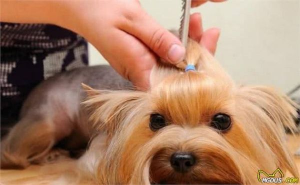 犬毛发护理方法