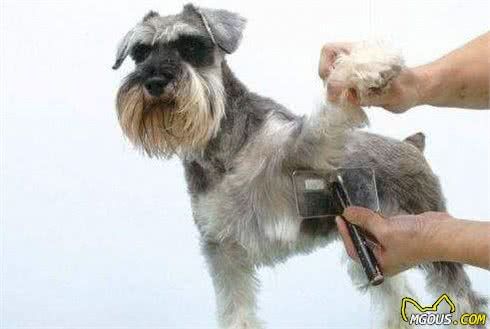 犬毛发护理方法