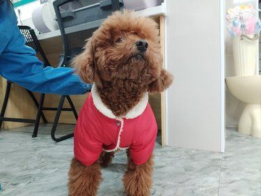 宠物狗狗的日常萌