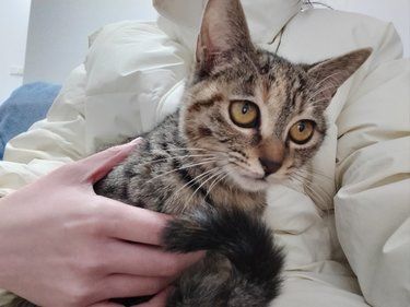 我的小助手是只懒猫