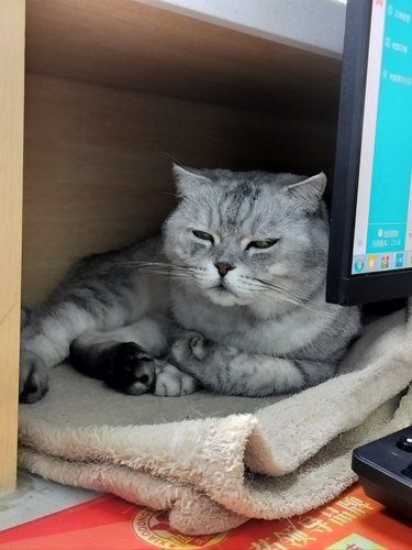 猫咪快乐时光记