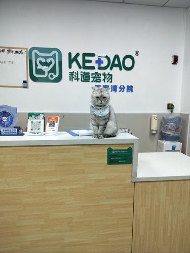 猫咪看病日记～