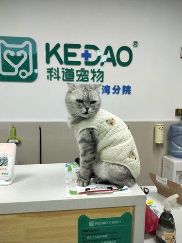 带着毛孩子体检的一天