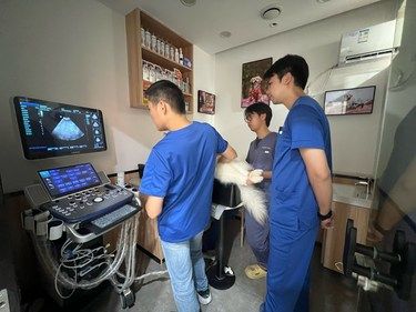 带狗狗看病记 | 世嘉动物医院陈义洲教授