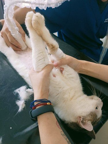 三溪新开了家宠物医院