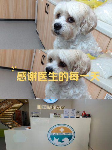 安抚局促不安的小狗，温馨医院让它自由探索！