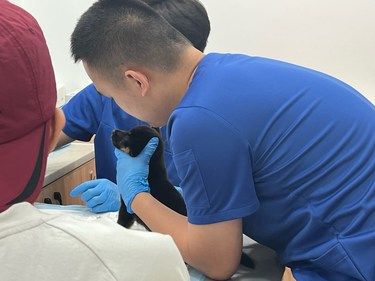 【世嘉动物医院，宠物健康的安心之选】