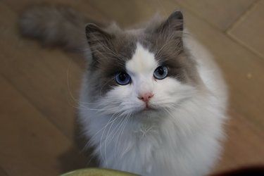 猫咪快乐时光记