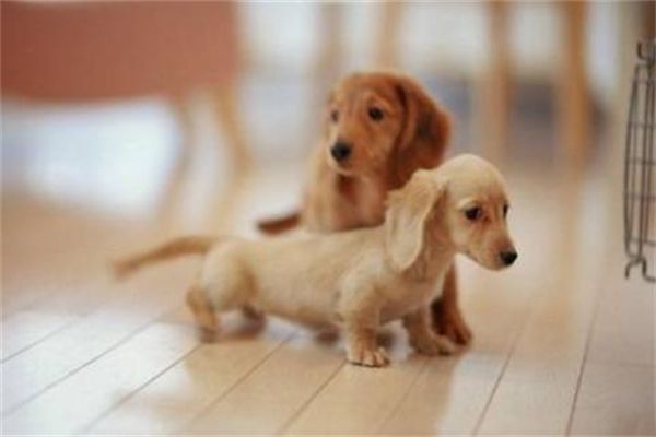 怀孕比熊母犬喂养知识大全（2）