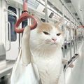 https://p1.meituan.net/userheadpicbackend/50853f8a590c60a94b65eb340417142c187786.jpg%40120w_120h_1e_1c_1l%7Cwatermark%3D0