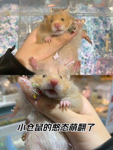 小仓鼠的憨态萌翻了