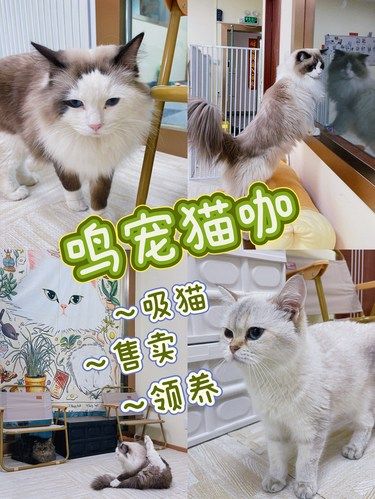 被软萌包围[惊叹]可吸猫可饮咖，喜欢直接带回家‼️