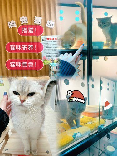20元实现撸猫自由，快乐到起飞‼️