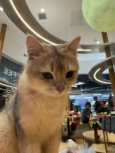 在深圳体验被猫猫包围的滋味