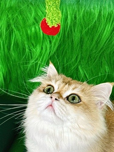 新年rua猫大快乐好运连连又一年