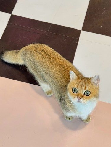 猫咪这么可爱！！到底谁能拒绝呢！！！ 