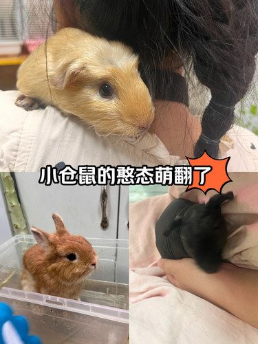小区楼下孩子们跟宠物亲密接触