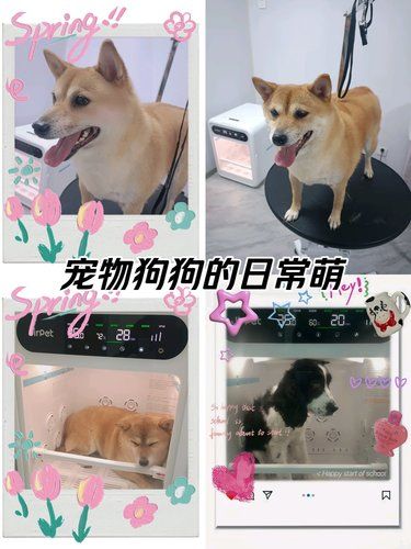 洗澡放松狗狗