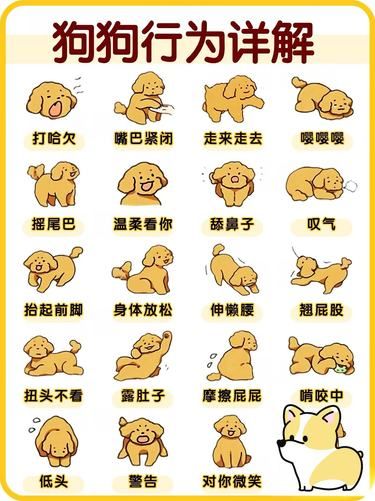 狗狗行为详解，让我们更懂他！