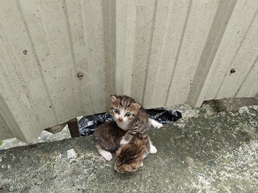 弃