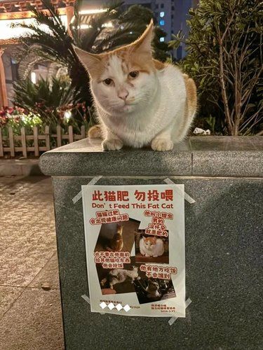 肥猫:今天为啥骗不来小罐罐了？