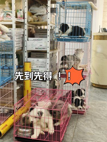 好多可爱狗狗，这些全都不要钱，全都送啦！