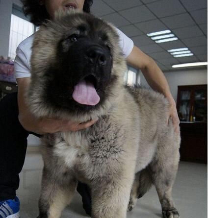 老龄高加索犬护理指南：如何照顾你的老年宠物