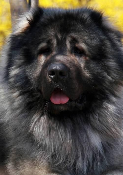 老龄高加索犬护理指南：如何照顾你的老年宠物