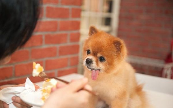 如何科学地喂养你的博美犬（全面了解博美犬的饮食需求与喂养方式，让你的宠物健康成长）