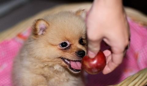 如何科学地喂养你的博美犬（全面了解博美犬的饮食需求与喂养方式，让你的宠物健康成长）