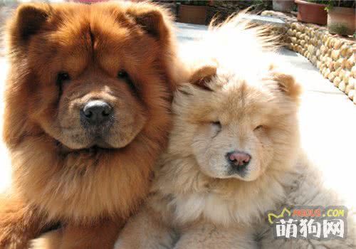老年期阶段狗狗的喂食方法