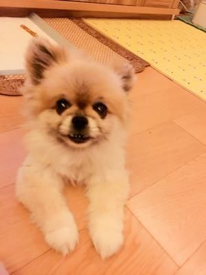 【宠物夏日消暑】狗狗的紫薯冬瓜鸭腿餐的做法 步骤2