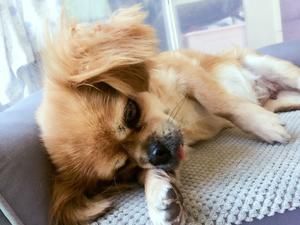 【宠物夏日消暑】狗狗的紫薯冬瓜鸭腿餐的做法 步骤3