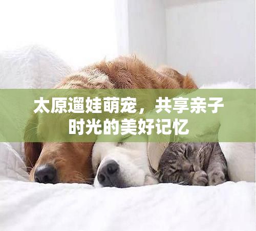 太原遛娃萌宠，共享亲子时光的美好记忆