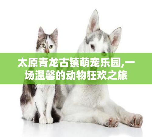 太原青龙古镇萌宠乐园,一场温馨的动物狂欢之旅