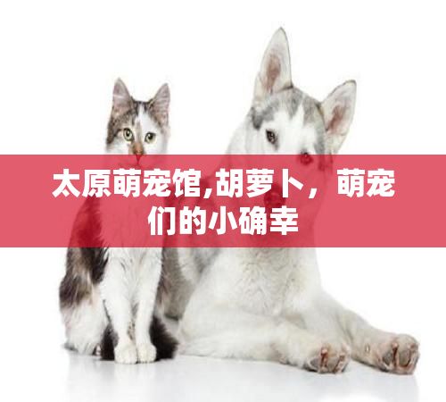 太原萌宠馆,胡萝卜，萌宠们的小确幸