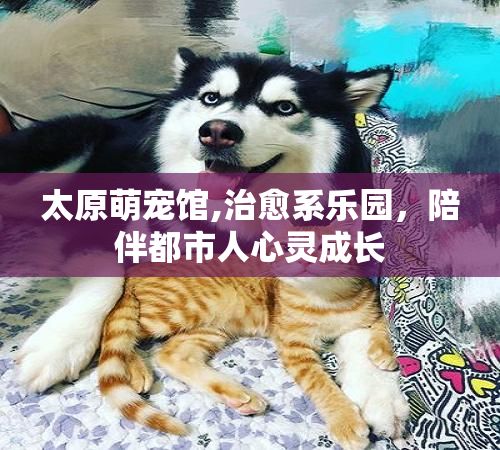 太原萌宠馆,治愈系乐园，陪伴都市人心灵成长