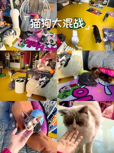 猫咪狗狗的乐园
