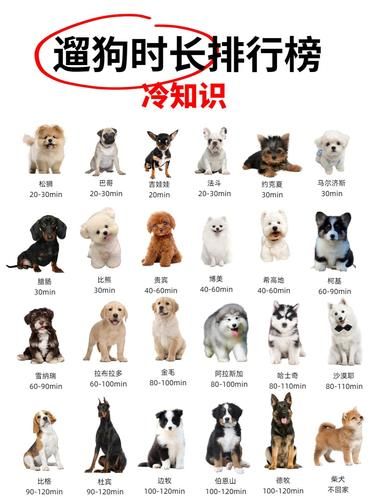 遛狗不再废？看完这篇我信了！