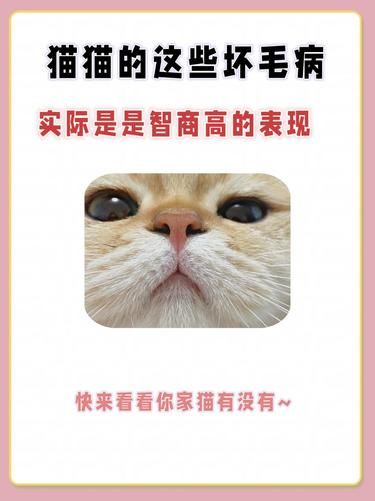猫咪这些坏毛病，居然是高智商的表现❗