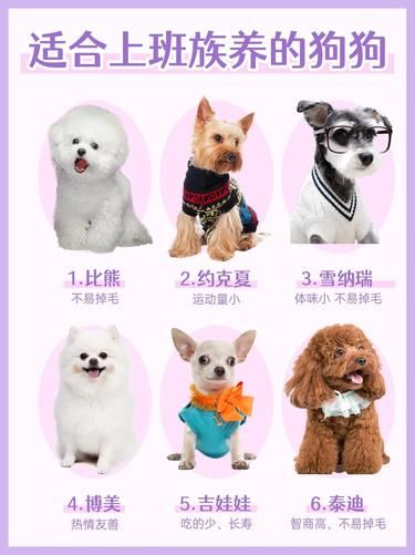 上班族女生养哪种狗合适？新手养狗必看！